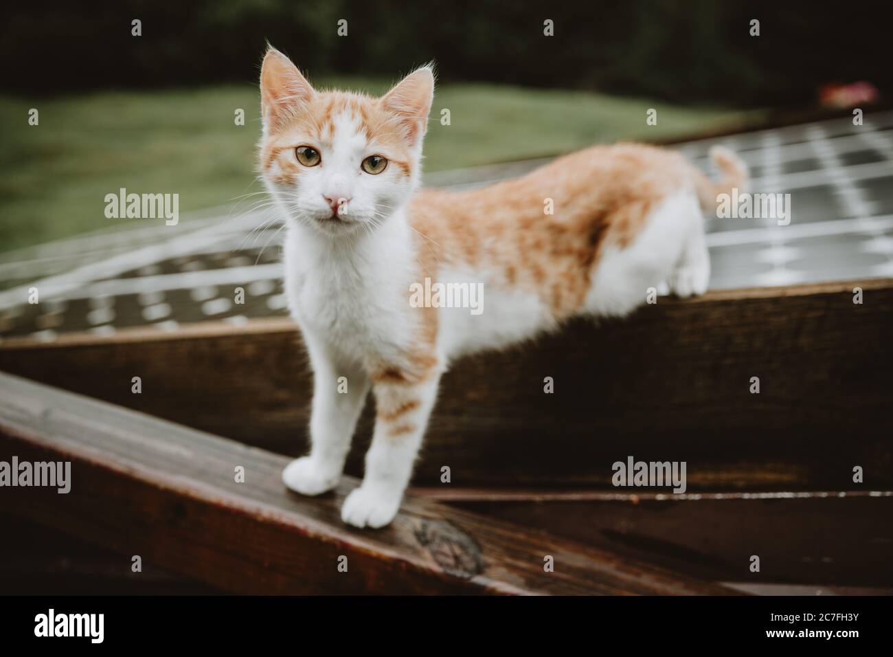 Curious white-brown Kitten standing half on the roof with solar panels and half on the wet wooden railing during the rainy day in Slovenian mountains Stock Photo