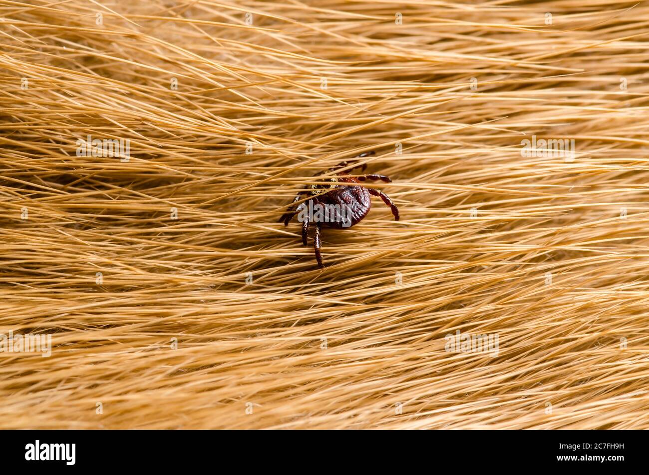 Encephalitis Virus or Lyme Borreliosis Disease Infectious Dermacentor Tick Arachnid Parasite Insect on Animal Fur Stock Photo
