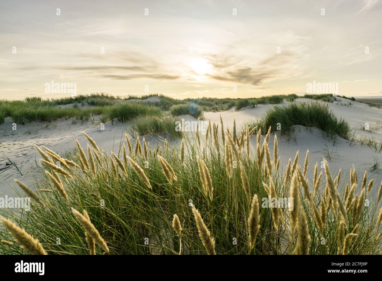 Beach with sand dunes and marram grass with soft sunrise sunset back light. Skagen Nordstrand, Denmark. Skagerrak, Kattegat. Stock Photo