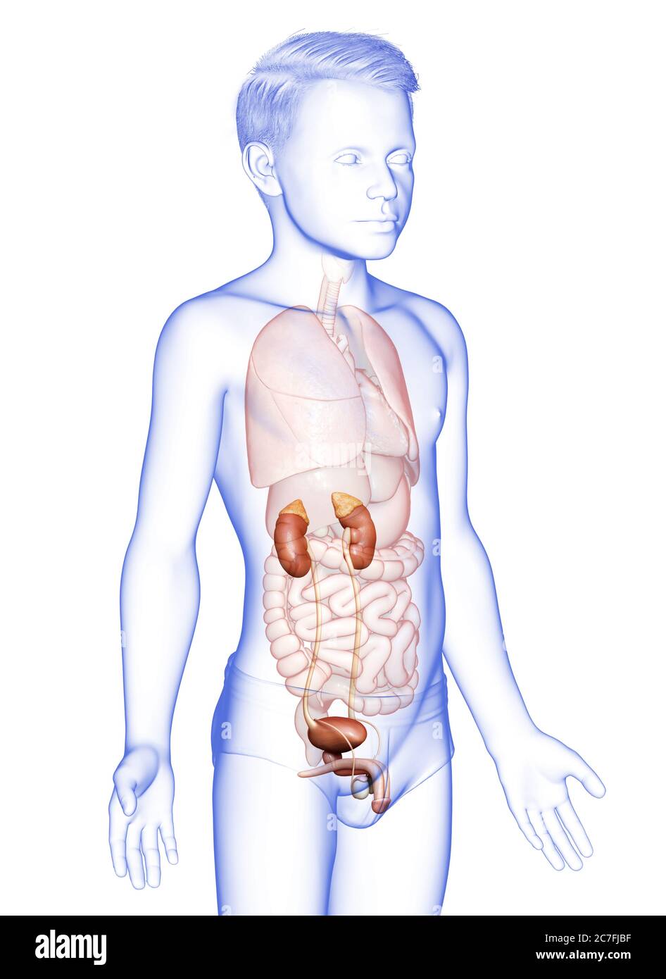 Infant Kidneys 3d rendered, medically accurate illustration of the young boy kidneys ...