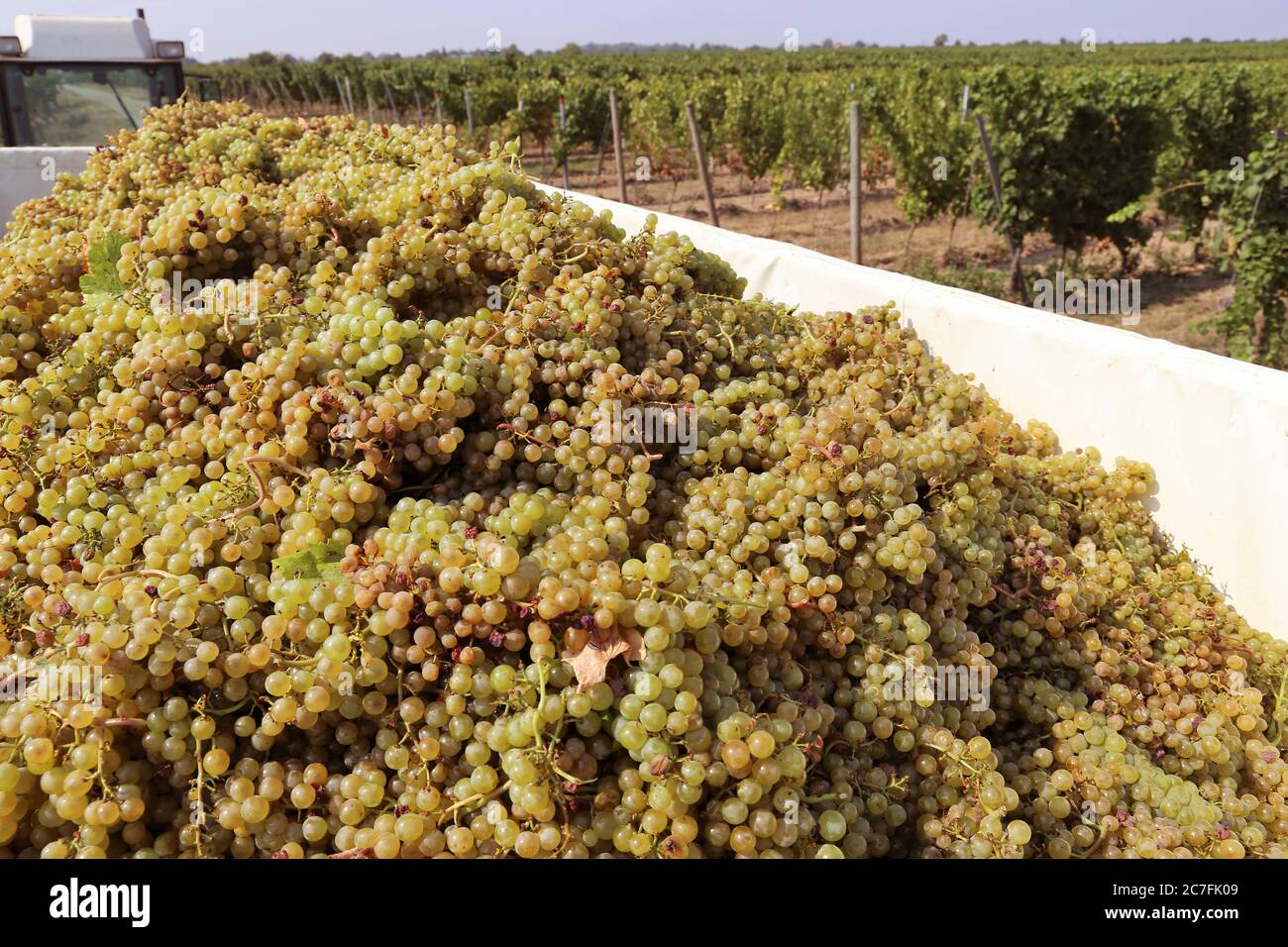 Grape harvest: Manual harvest of Chardonnay grapes Stock Photo