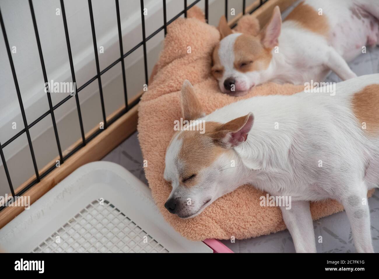 Brown Chihuahua Puppy High Resolution Stock Photography And Images Alamy