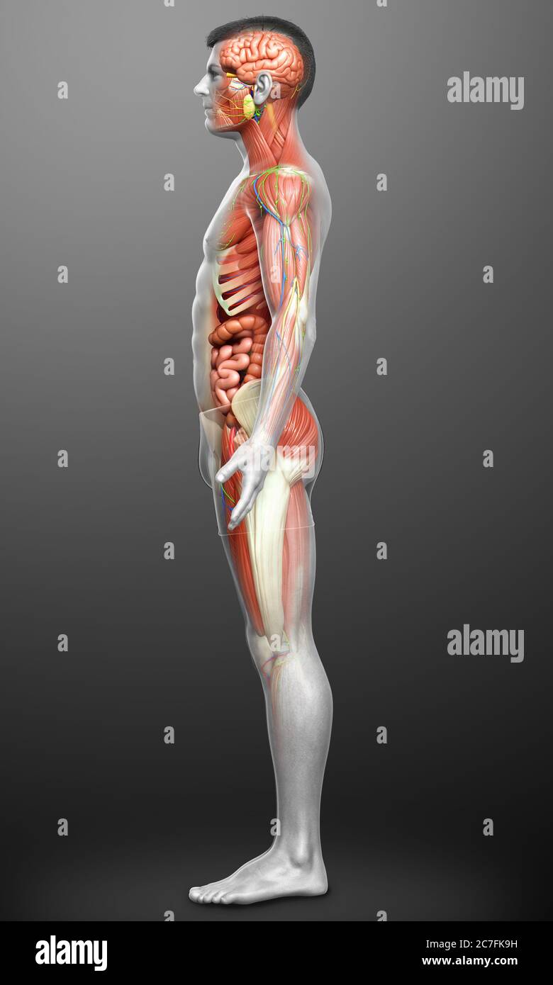 3d rendered medically accurate of the male anatomy Stock Photo - Alamy