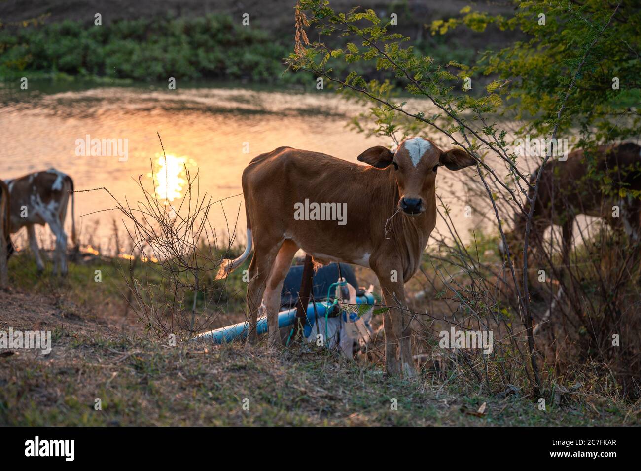 https://c8.alamy.com/comp/2C7FKAR/young-brown-beef-cattle-eating-straw-on-riverside-in-evening-2C7FKAR.jpg