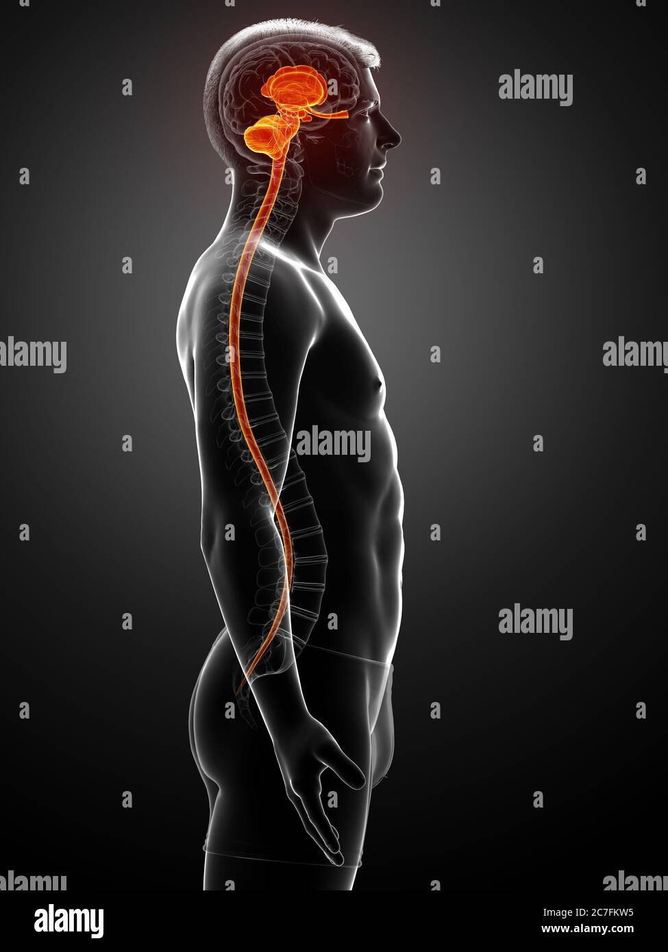 3d rendered medically accurate illustration of a male brain Stock Photo ...
