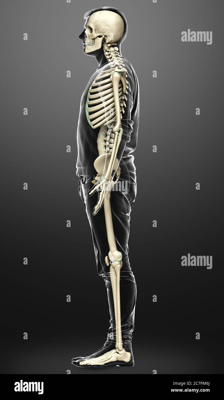 3d rendered, medically accurate illustration of a male skeleton system ...