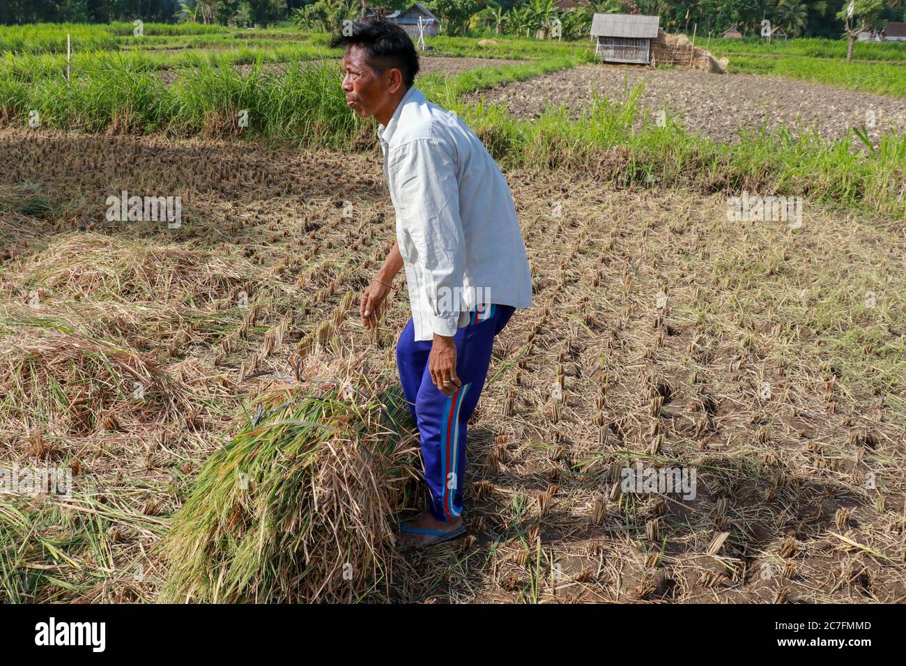 Farmers harvesting rice field. Threshing rice, Farmer manual rice
