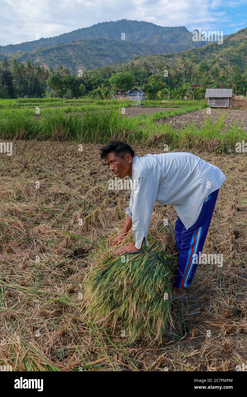 Farmers harvesting rice field. Threshing rice, Farmer manual rice