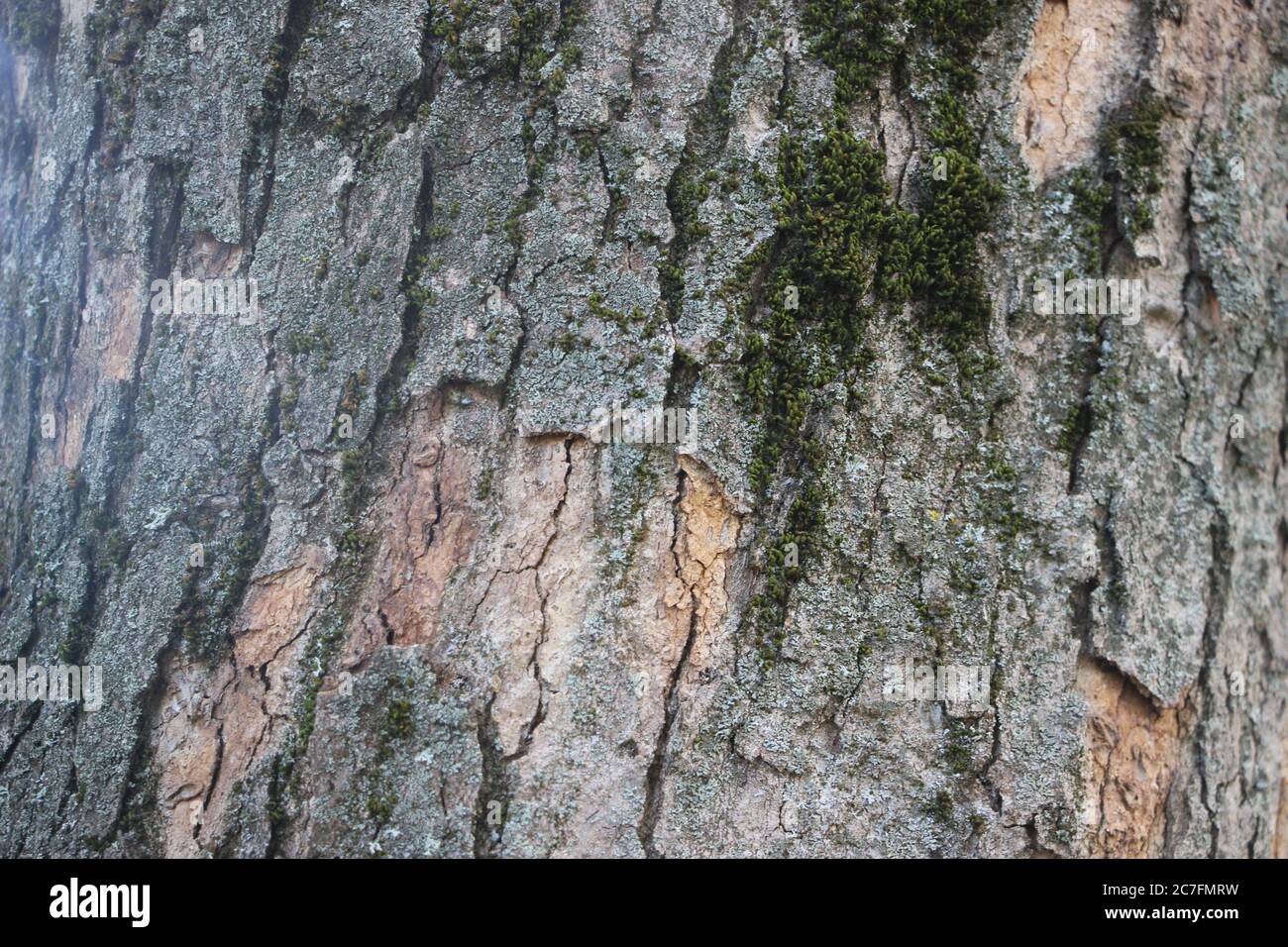 Old tree bark with ridges on it under summer evening sun Stock Photo