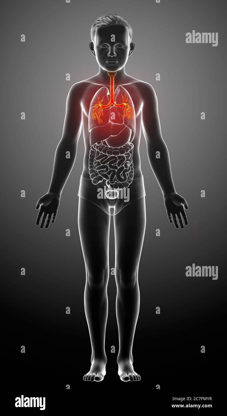 3D illustration of Larynx Trachea Bronchi Part of Respiratory System