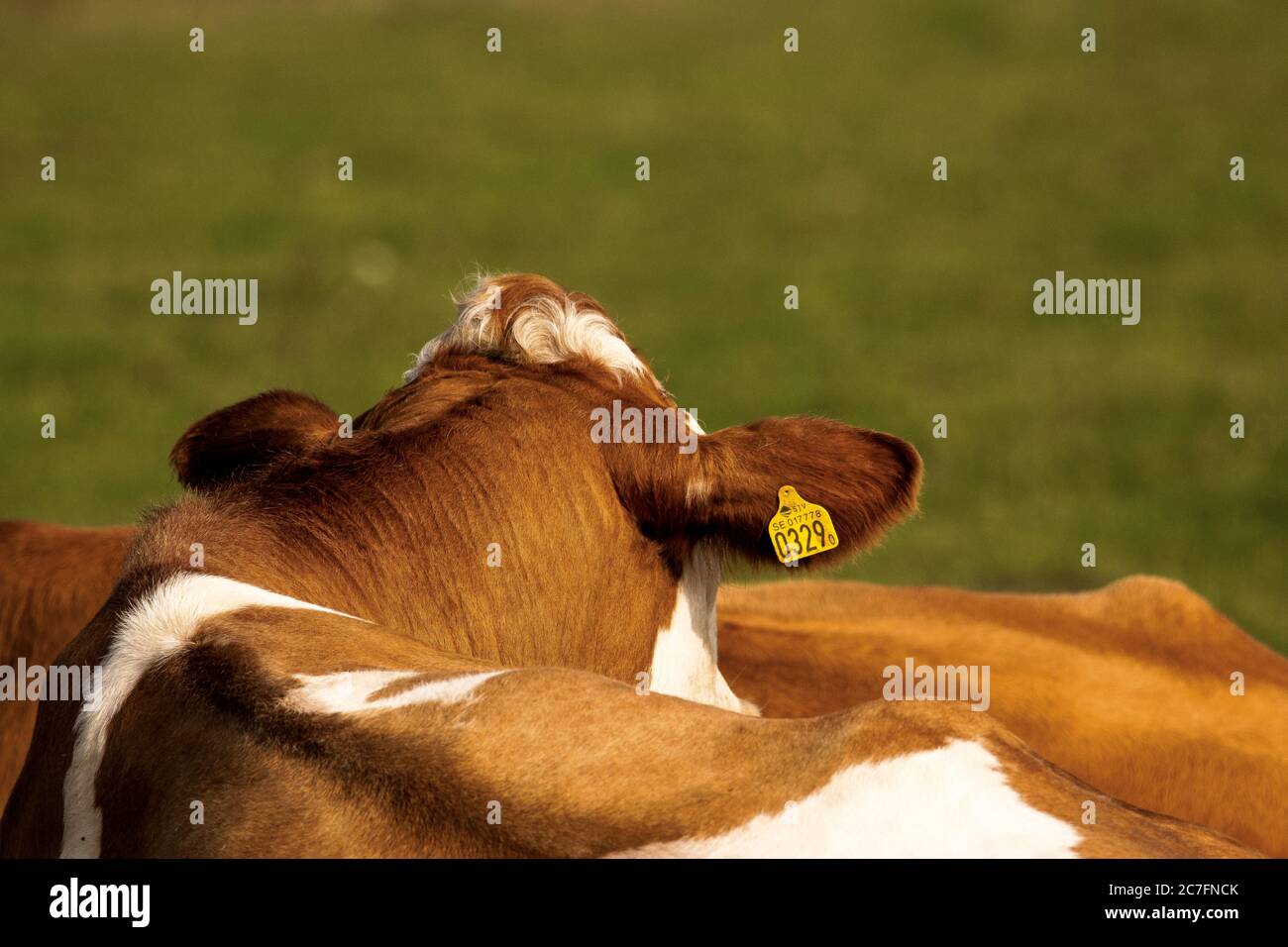 Brown and white cows grazing on a grass covered field Stock Photo - Alamy