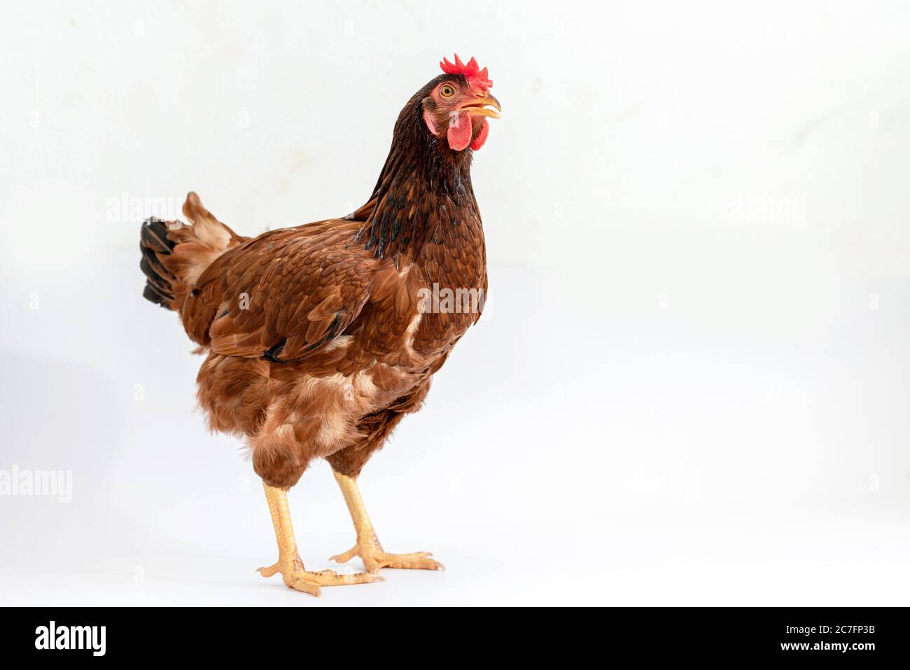 Isolated brown hen on a white background , Side view image Stock Photo ...