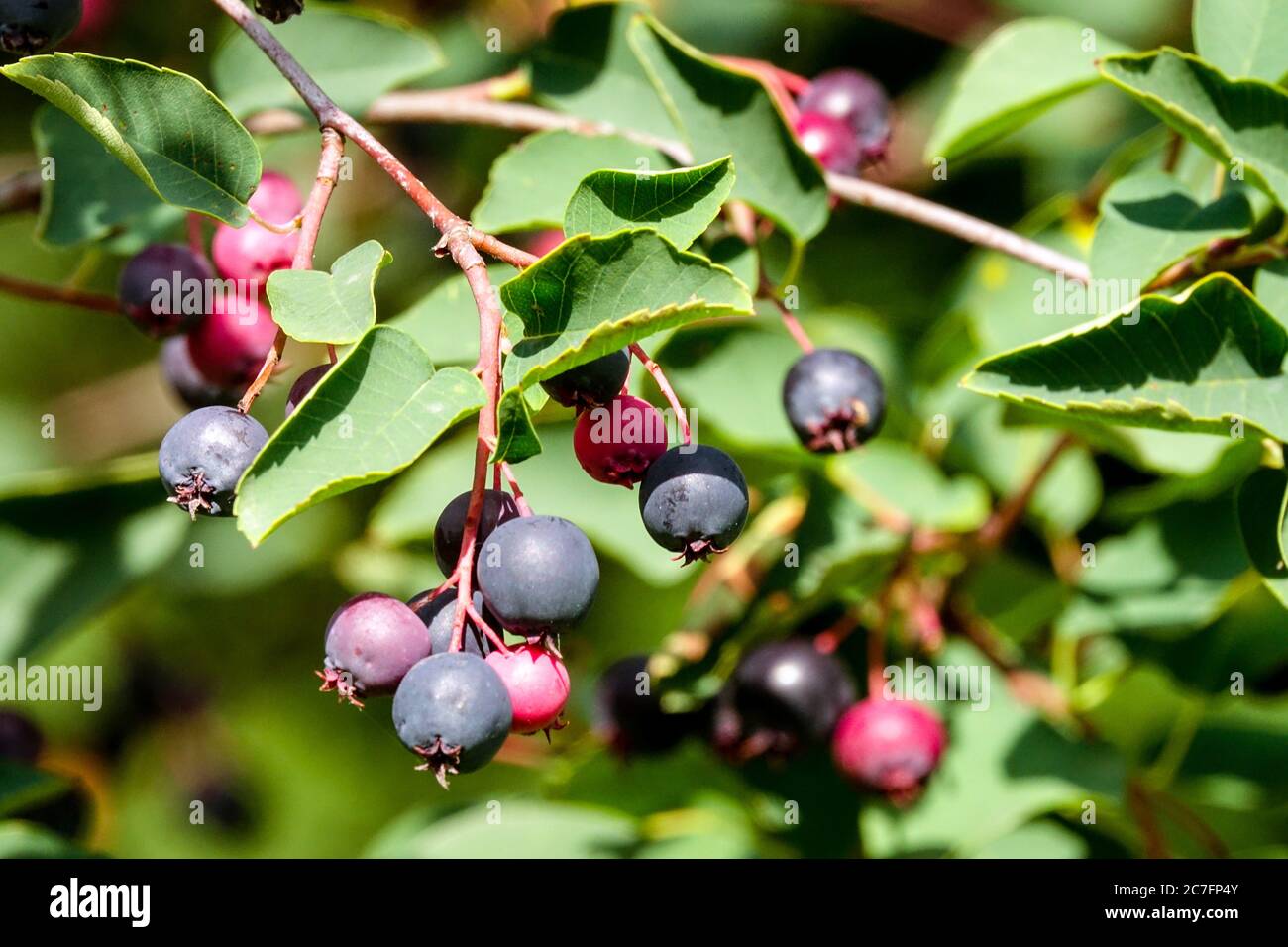 Juneberry 2024
