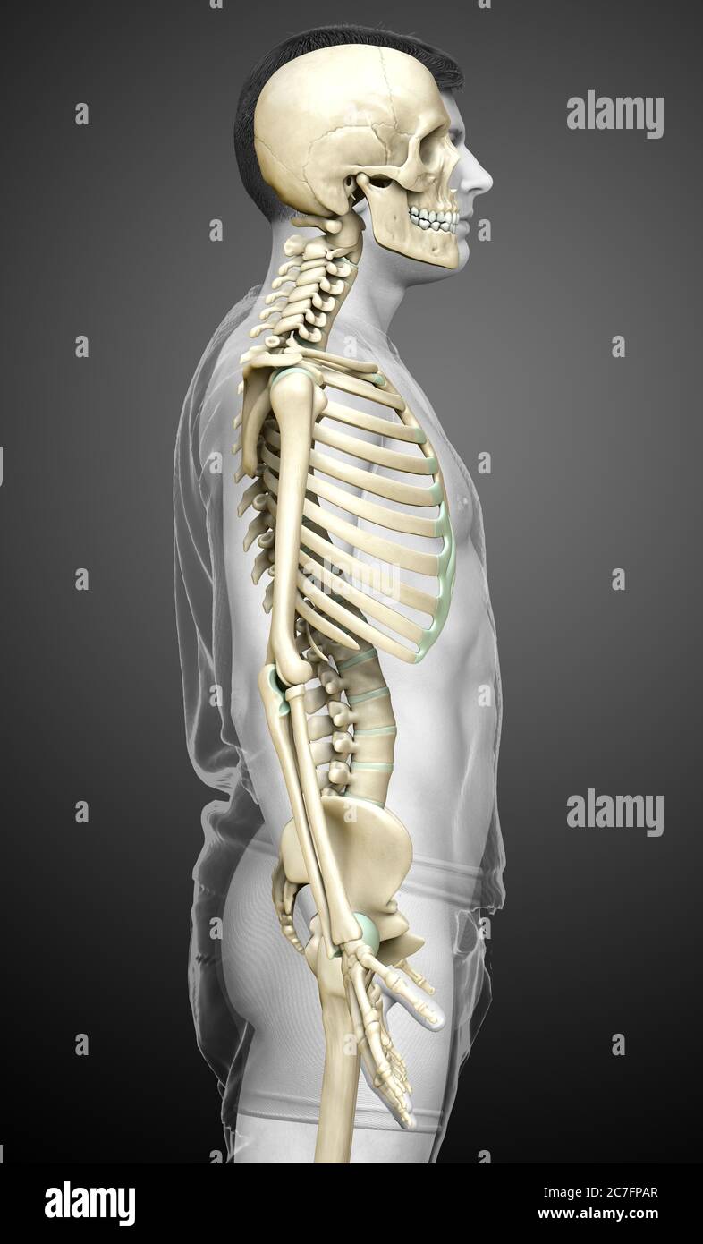 3d rendered, medically accurate illustration of a male skeleton system ...