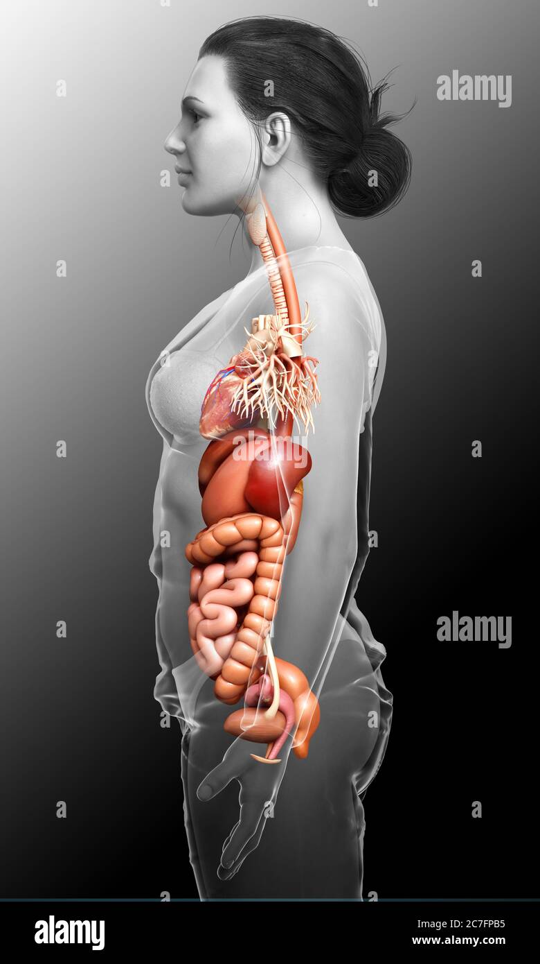 3d-rendered-medically-accurate-illustration-of-female-digestive-system