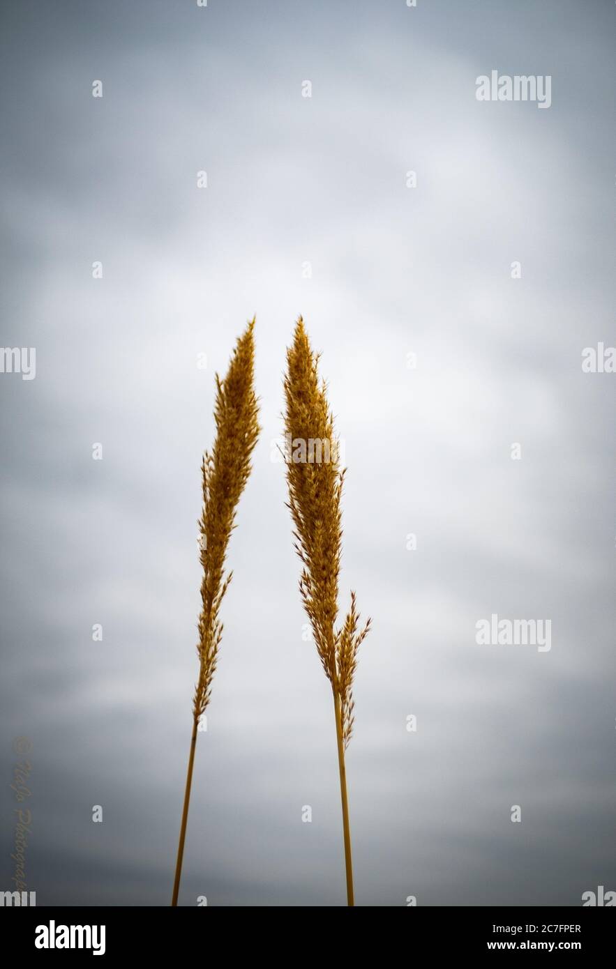Selective focus shot of a plant growing in the middle of a park Stock ...