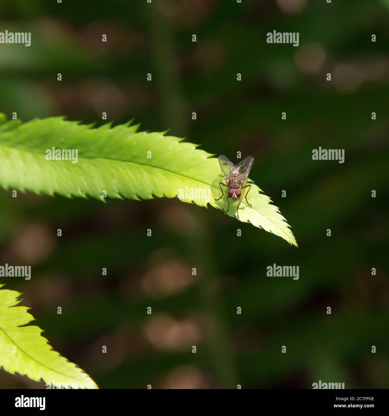 Macro photography shot of a fly on a green leaf with a blurred ...