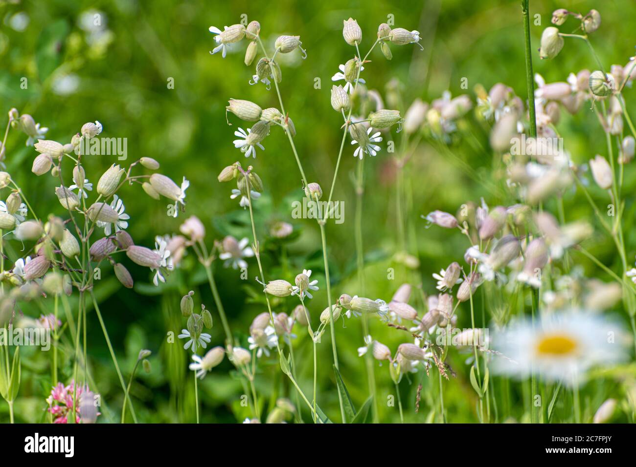 Silene vulgaris - wild flower of the carnation family Stock Photo