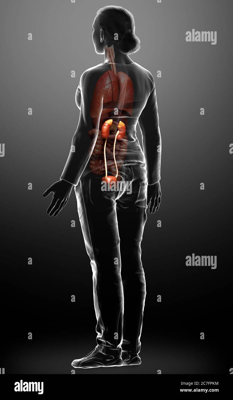 3d rendered, medically accurate illustration of female kidneys Stock ...