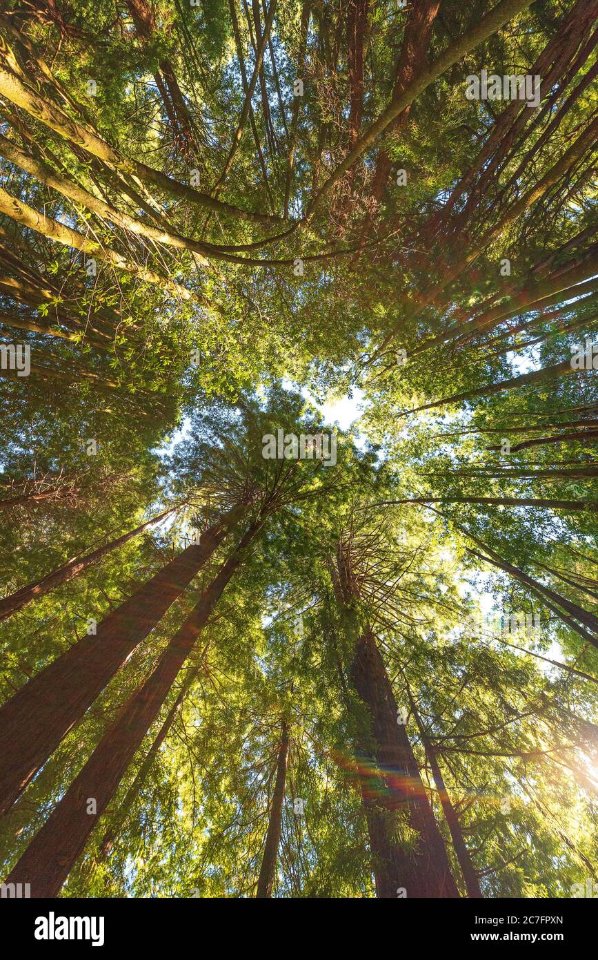 Low angle shot of tall trees in Redwood Forest, Navarro, California ...