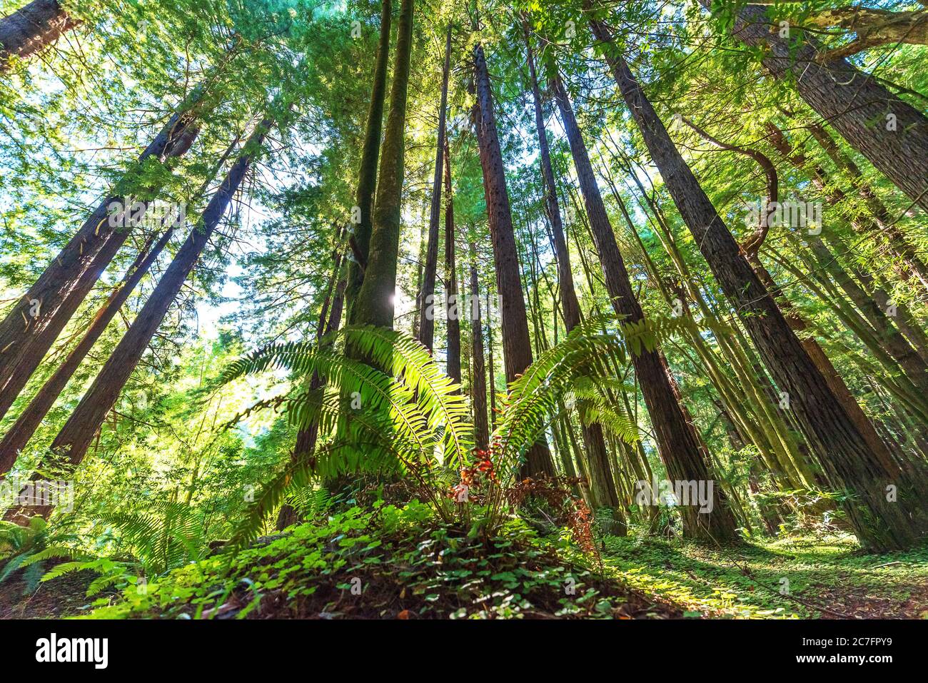 Low angle shot of tall trees in Redwood Forest, Navarro, California ...