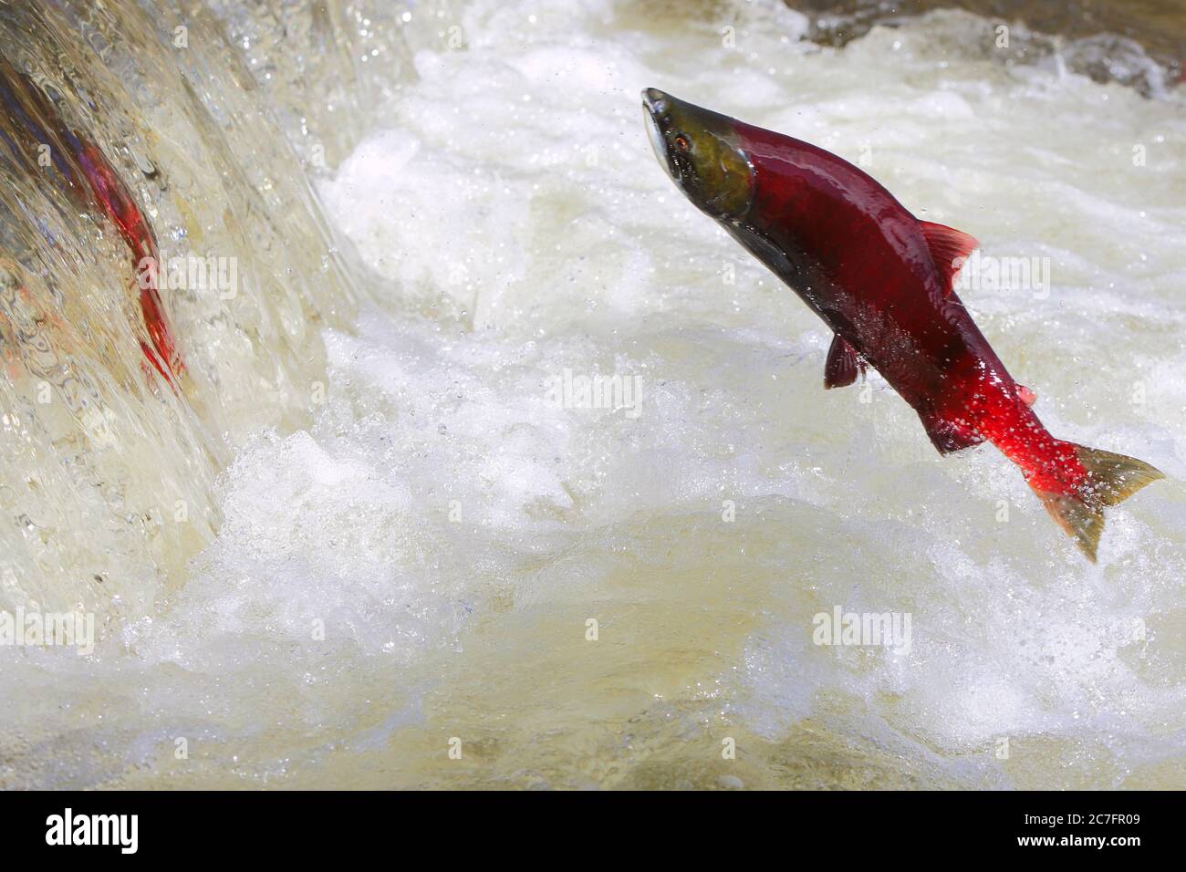 Big Sockeye Salmon in midair, jumping waterfall.  ( Oncorhynchus nerka ) Stock Photo