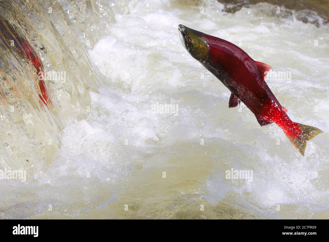 huge sockeye salmon