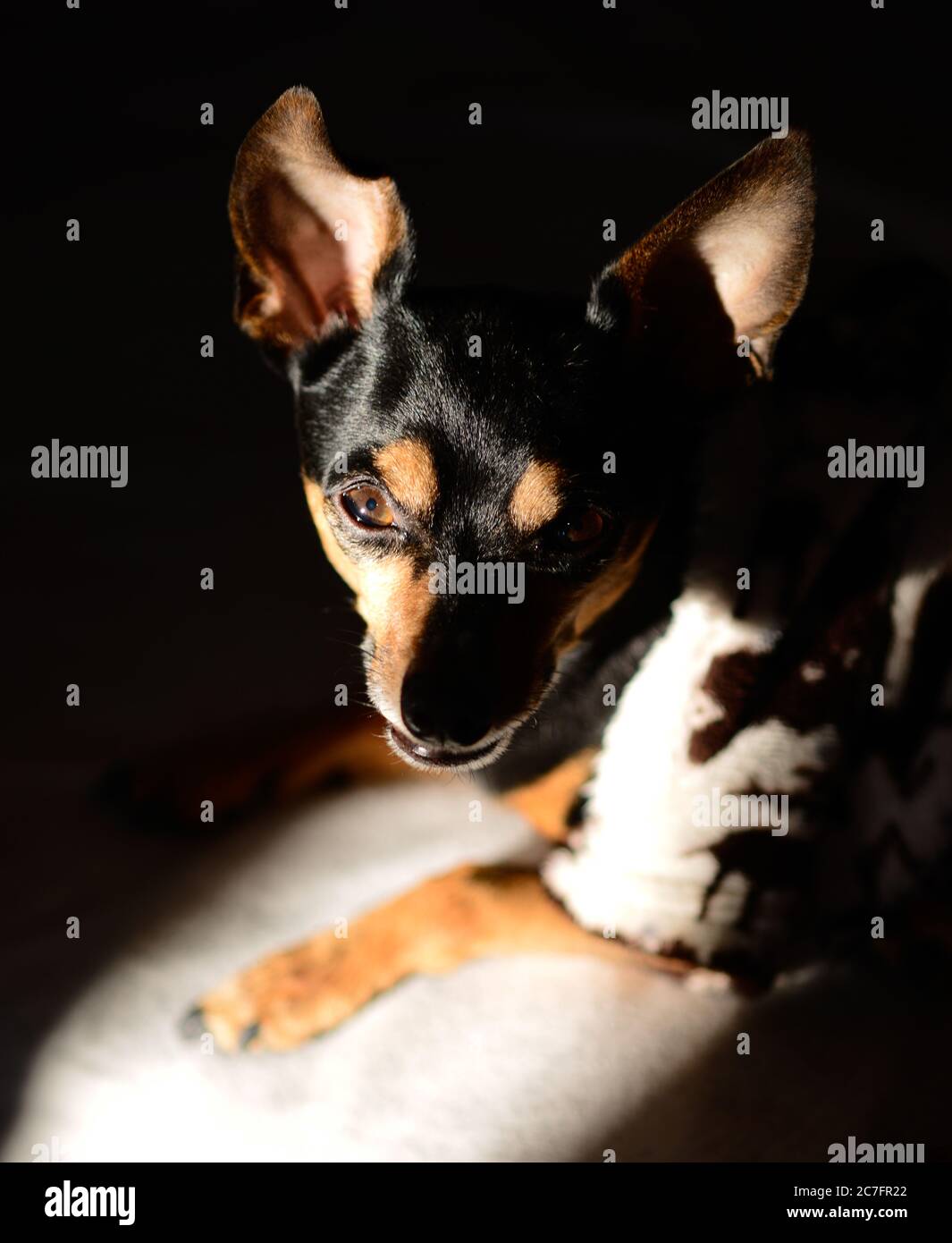 Vertical shot of a Prague ratter dog sitting in a dark room Stock Photo