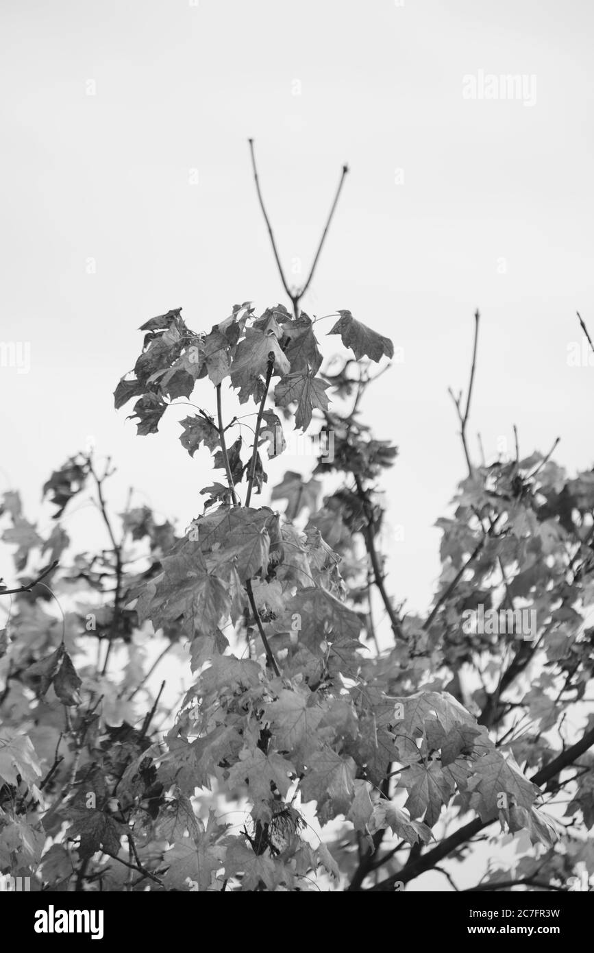 Vertical greyscale shot of a tree with dry leaves during daytime Stock Photo