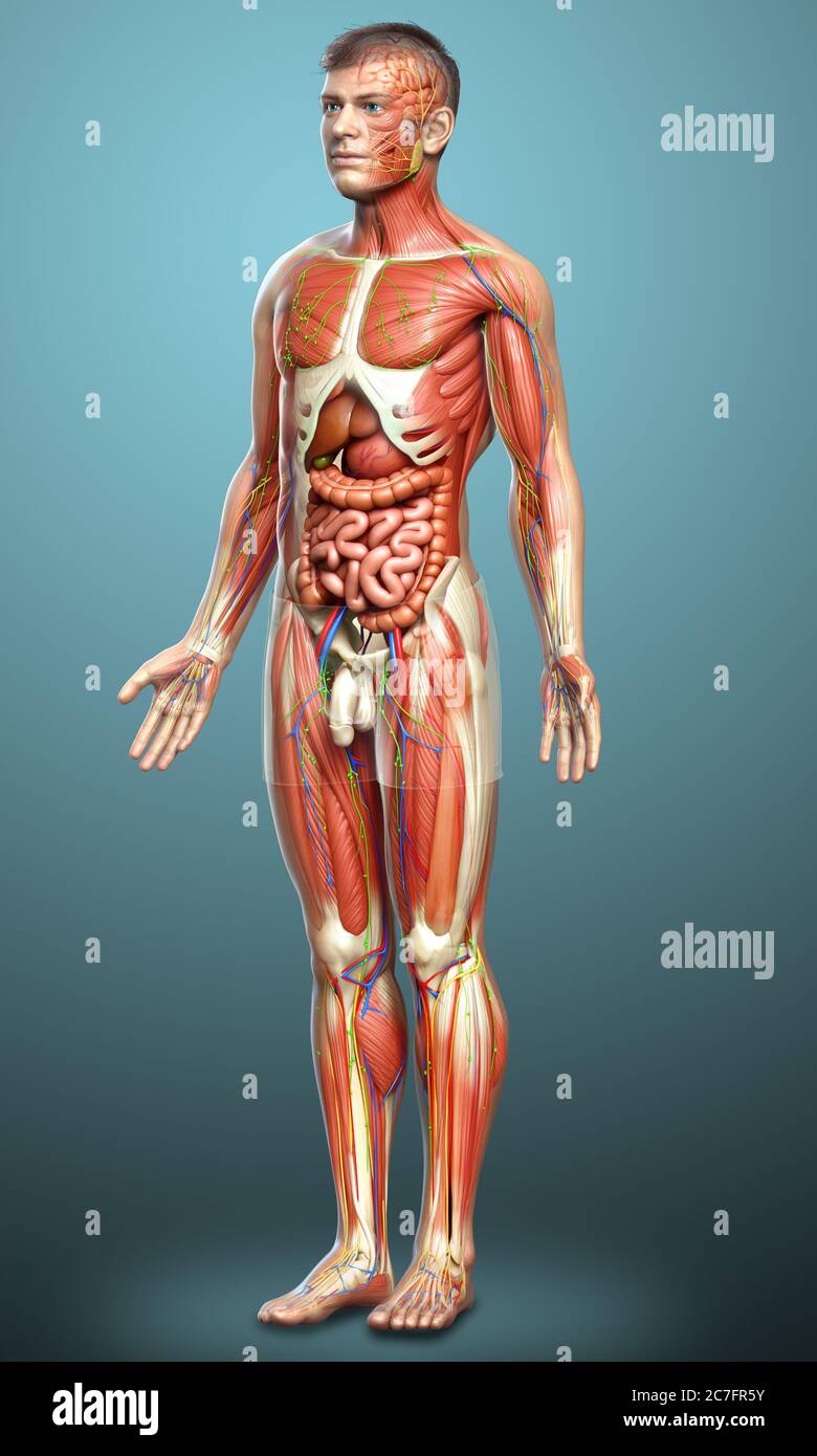 3d rendered medically accurate of the male anatomy Stock Photo - Alamy