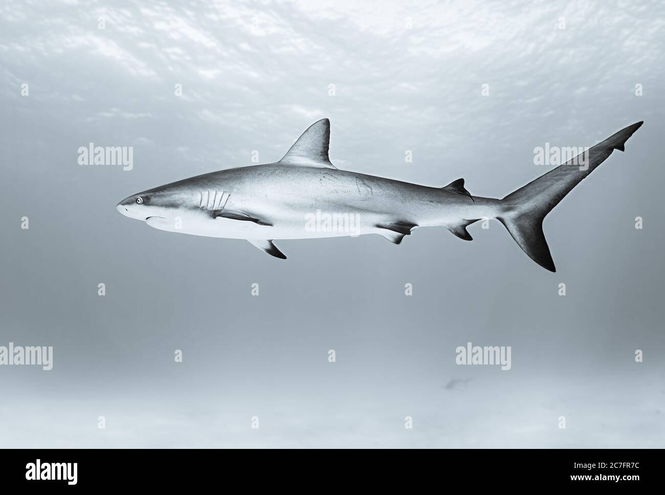 Tiger shark swimming in the ocean during daytime Stock Photo - Alamy