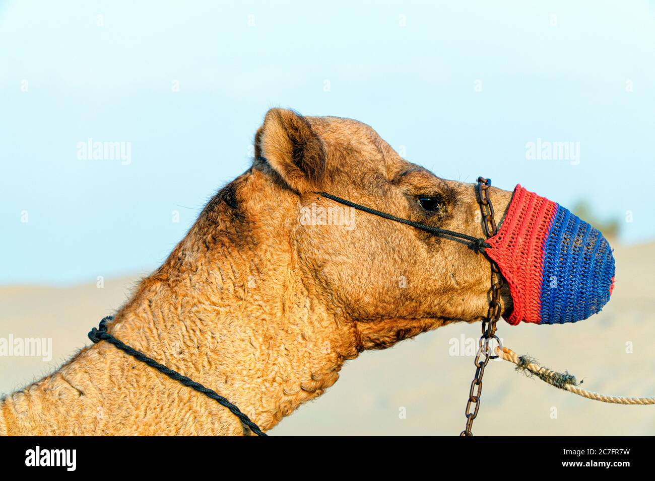 A Beautiful Camel in Dubai Desert with red and blue muzzle Stock Photo - Alamy A Beautiful Camel in Dubai Desert with red and blue muzzle Stock Photo - Alamy