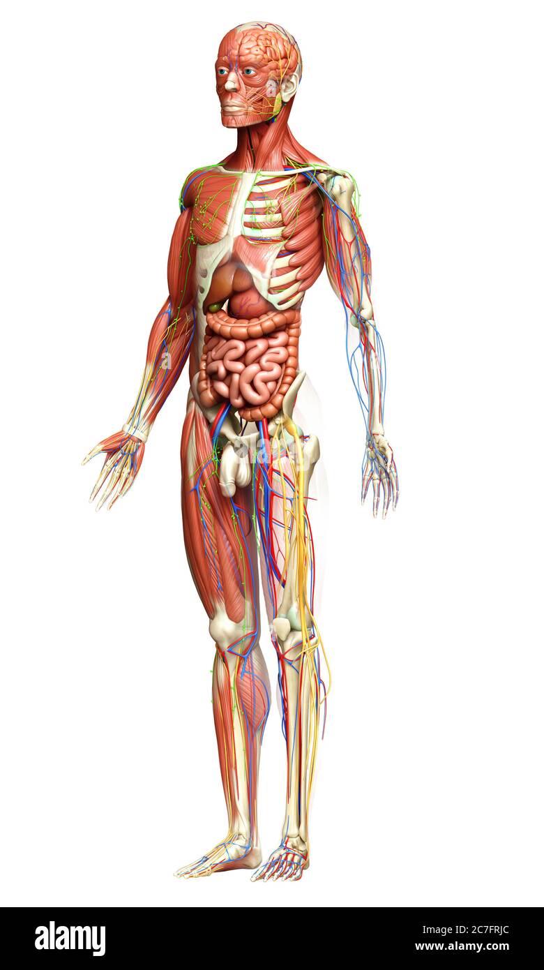3d rendered medically accurate of the male anatomy Stock Photo - Alamy