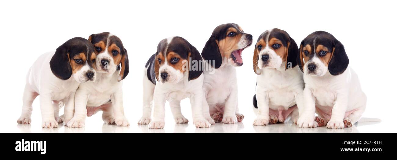 Adorable puppies isolated on a white background Stock Photo - Alamy