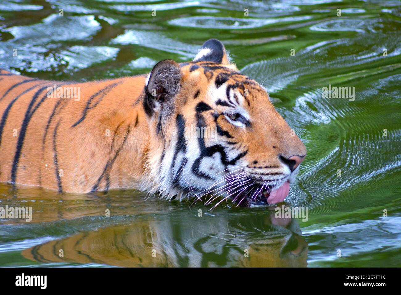 The tiger is the largest extant cat species and a member of the genus ...