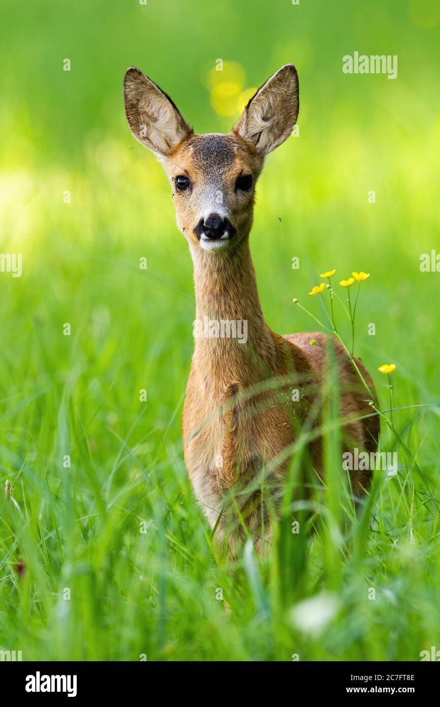 Young roe deer fawn standing on meadow in vertical compostion. Stock Photo