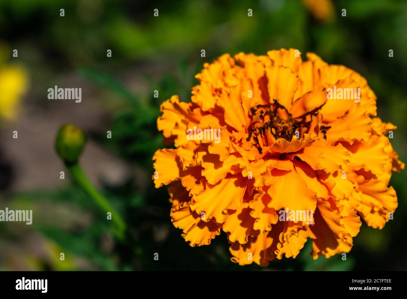Orange Mexican marigold in a garden surrounded by flowers and bushes under sunlight Stock Photo