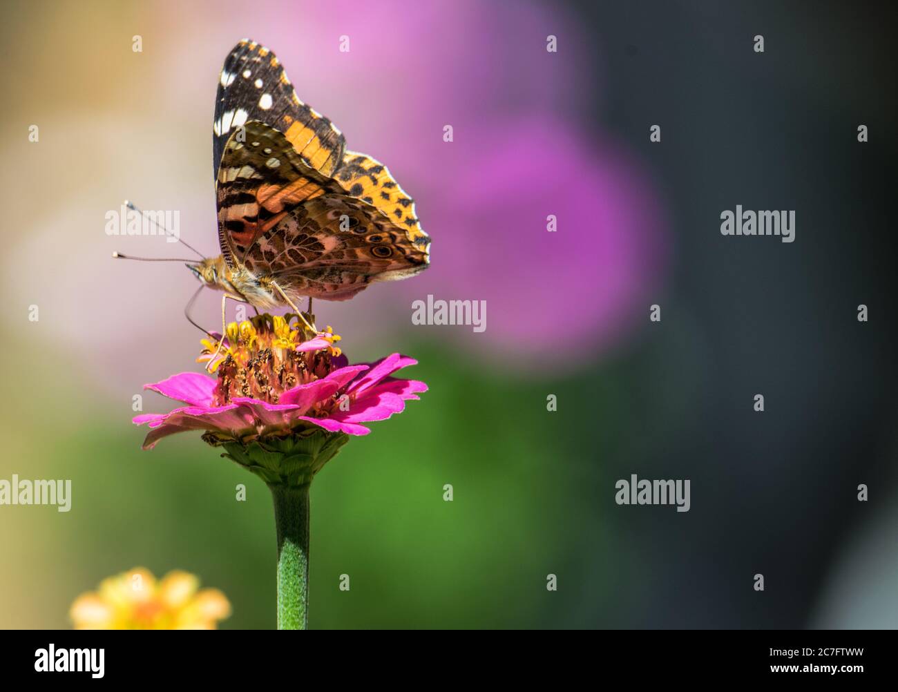 Monarch Butterfly sitting on a pink flower Stock Photo - Alamy