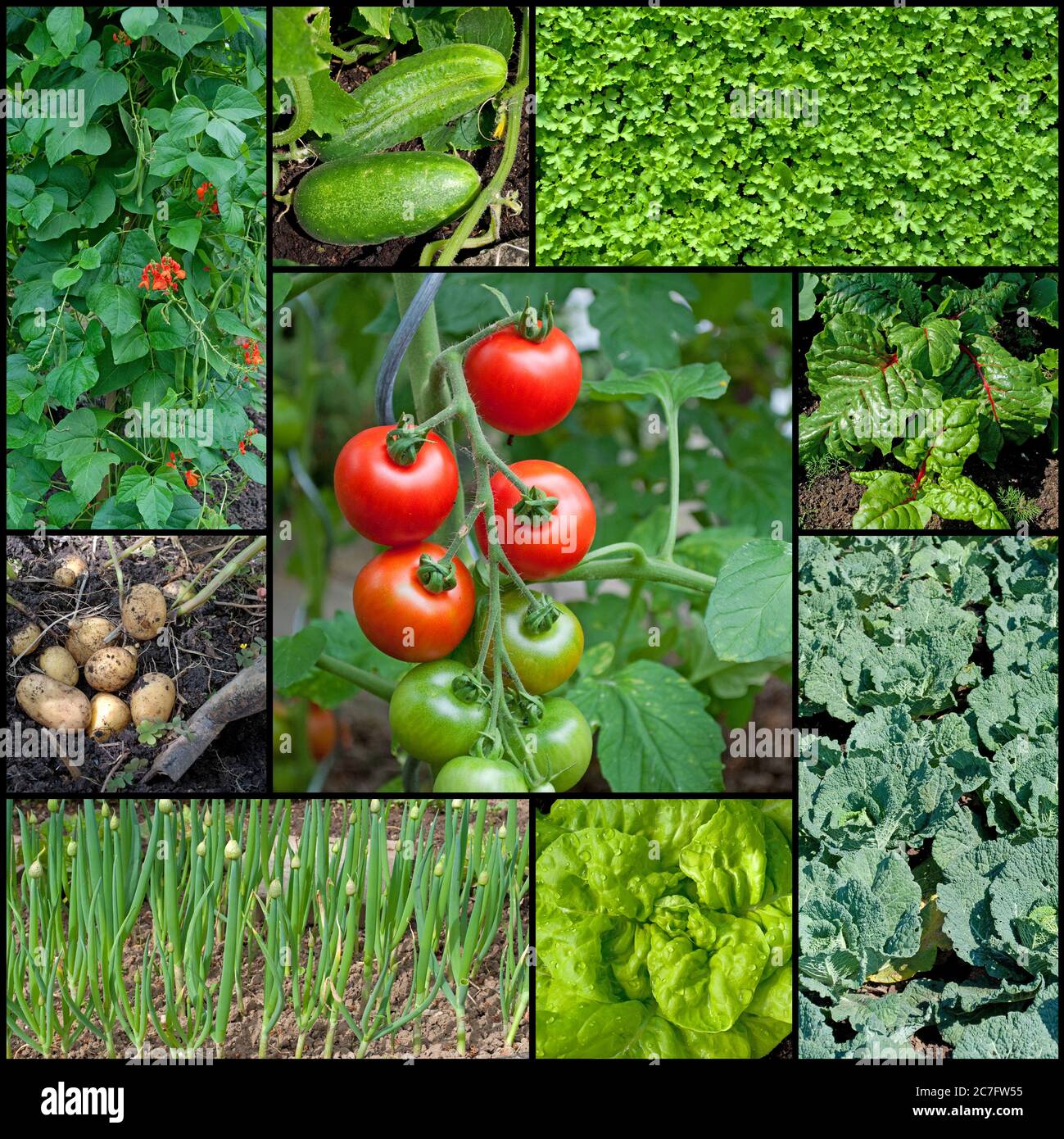 Different types of vegetables in the garden in a collage Stock Photo