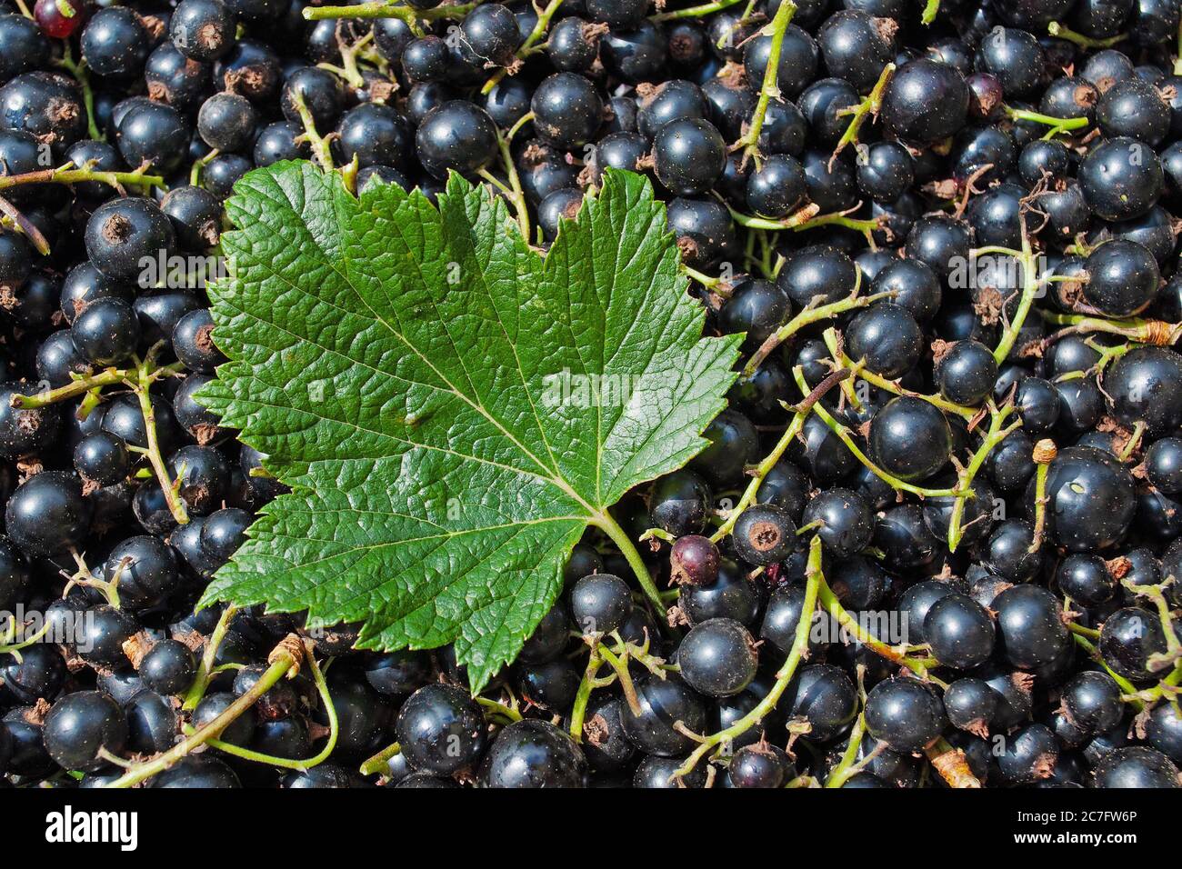 Black currants in a close-up Stock Photo