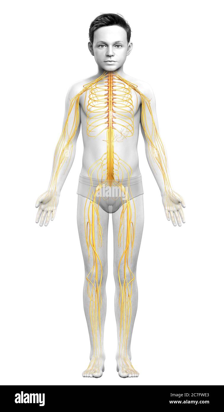 3d rendered medically accurate illustration of a young boy nervous ...