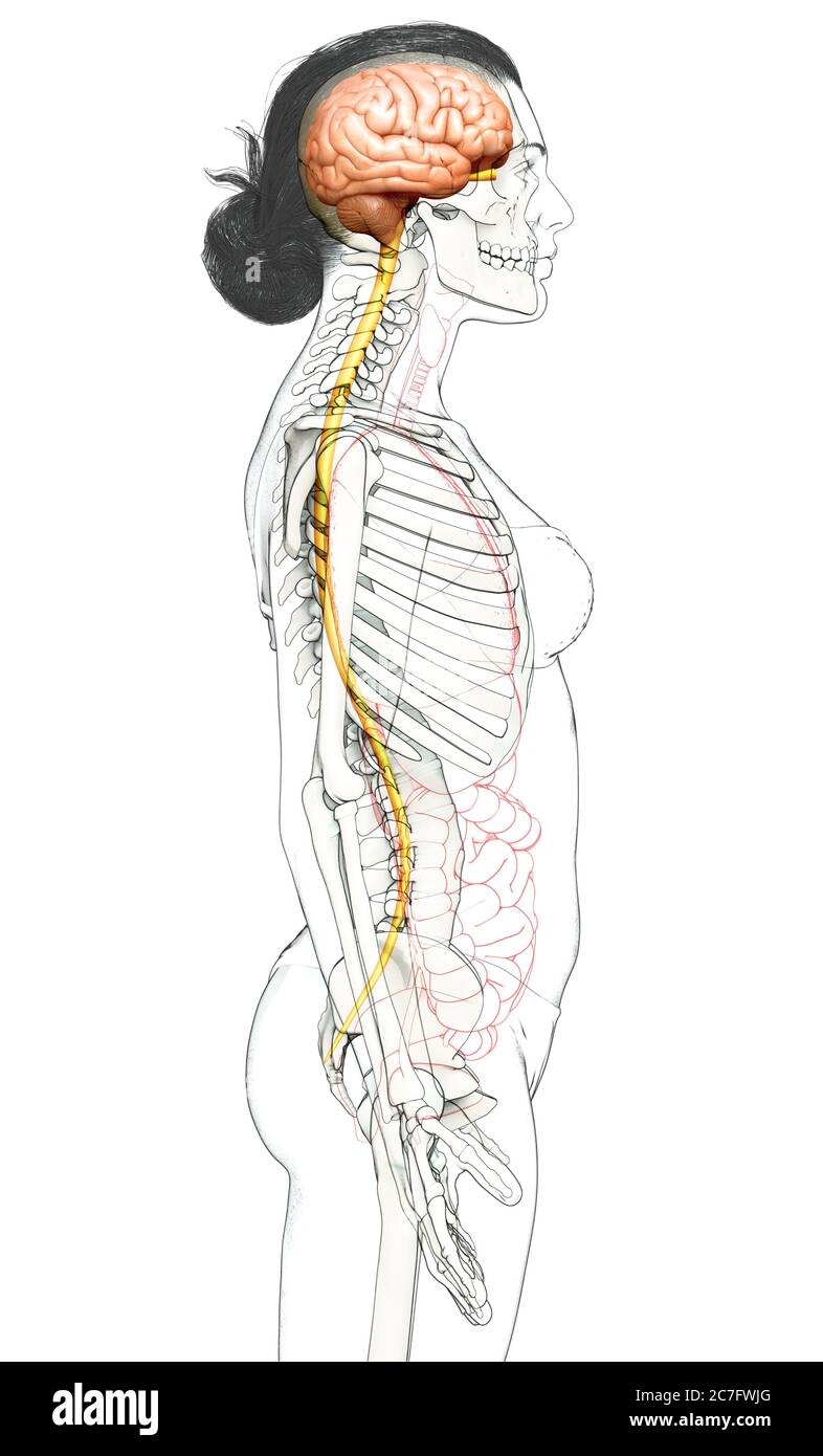 3d rendered medically accurate illustration of the brain Stock Photo ...