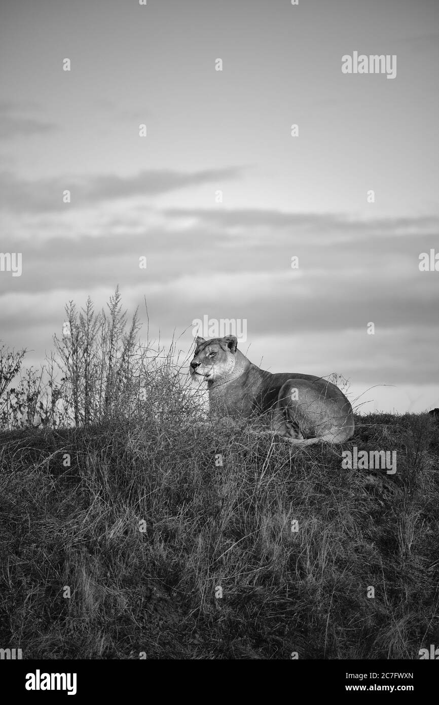 Vertical greyscale shot of a female lion lying in the valley under the dark cloudy sky Stock Photo