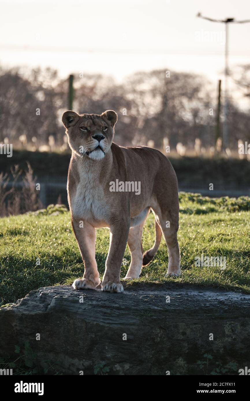 Animals vertical hi-res stock photography and images - Alamy