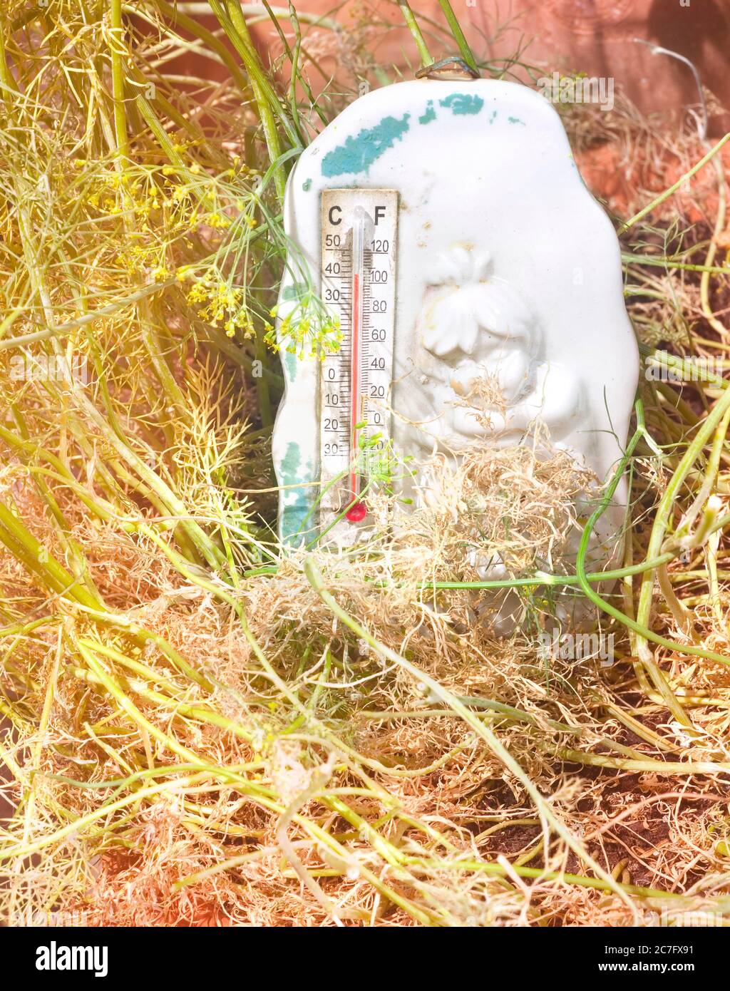 heat wave in the summer with thermometer showing high temperature and sere plants Stock Photo