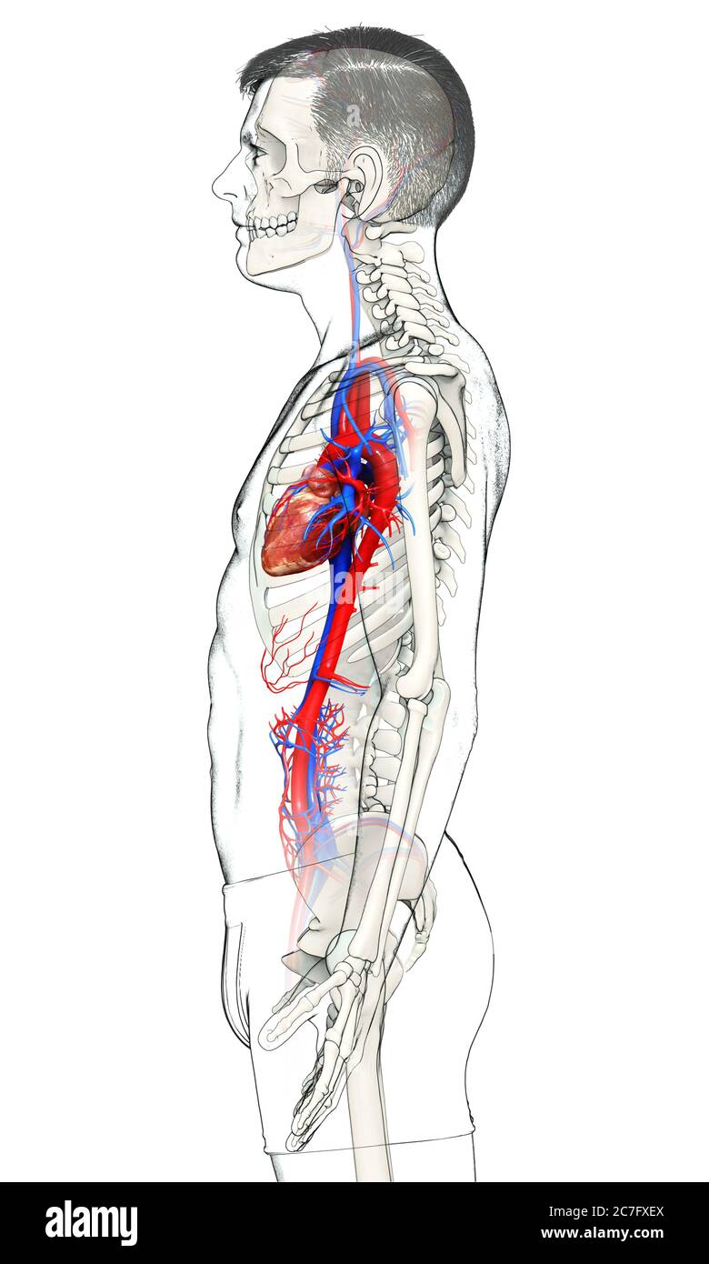 3d rendered medically accurate illustration of the male heart Stock ...