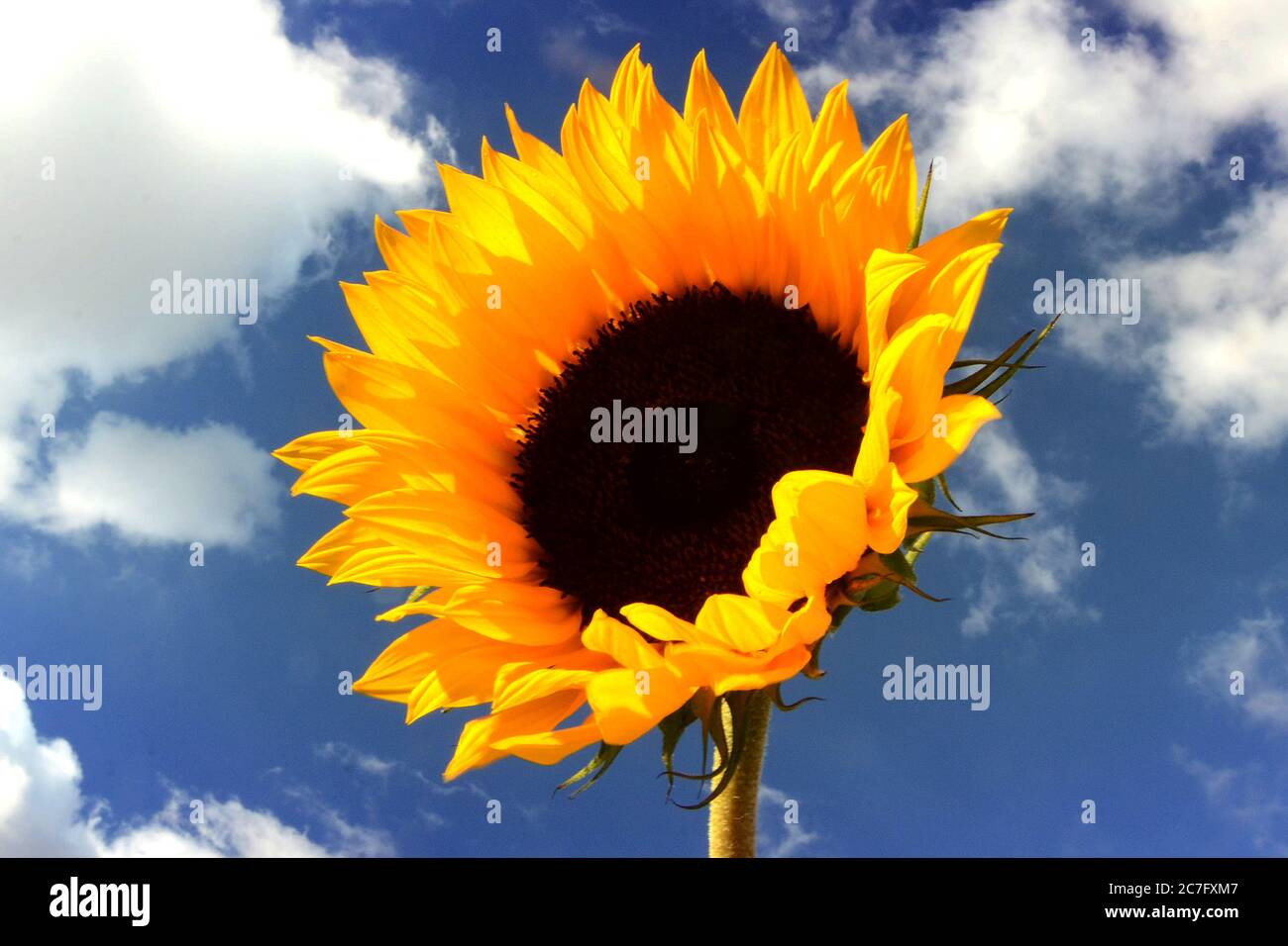 sunflowers in bloom Stock Photo Alamy