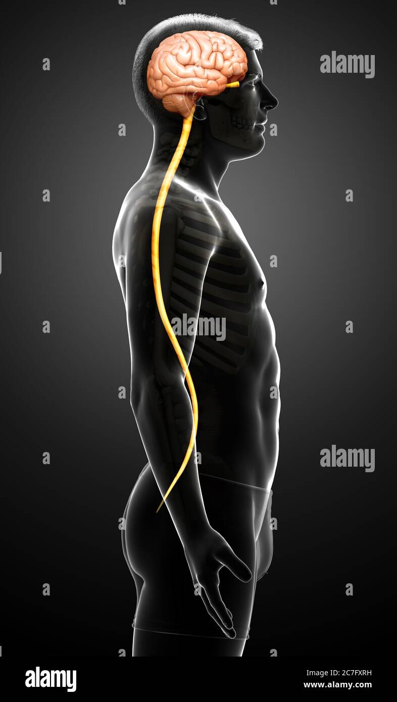 3d rendered medically accurate illustration of a male brain Stock Photo ...