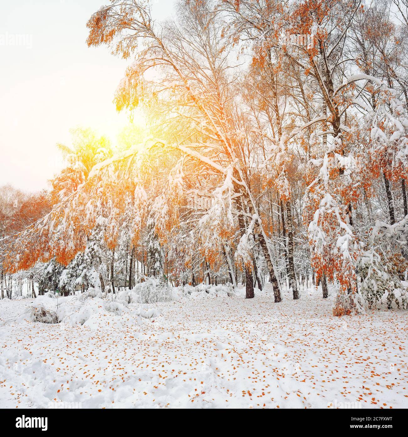 First snow in the forest. Snow covered trees in the wood. Fallen leaves ...