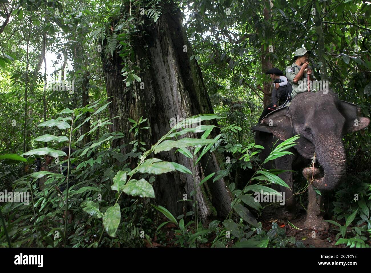 A park ranger riding an elephant with a visitor, in a simulation of forest patrol and elephant trek tour in Tangkahan, North Sumatra, Indonesia. Stock Photo